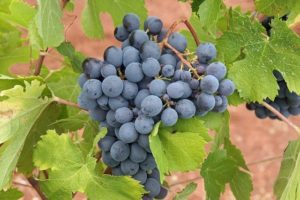 Beneficios de uvas negras