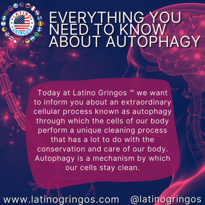 Everything you need to know about autophagy