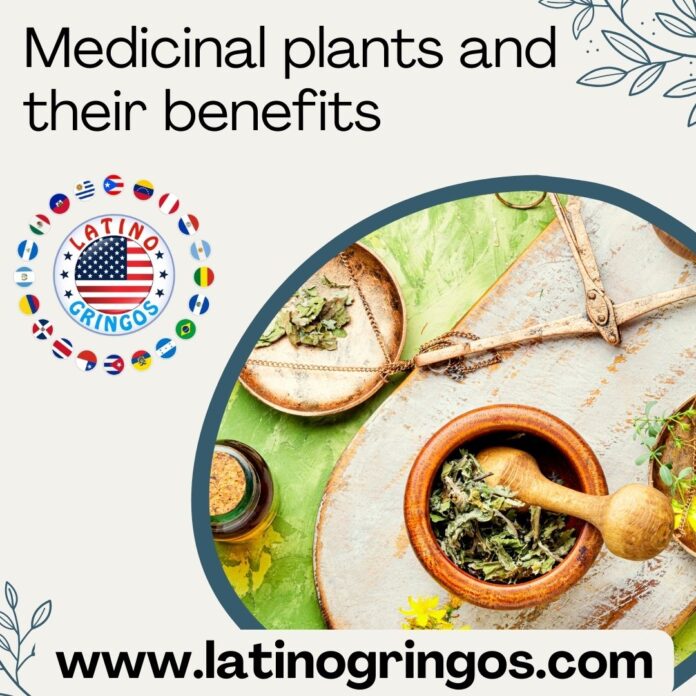 Medicinal plants and their benefits (Part 1)
