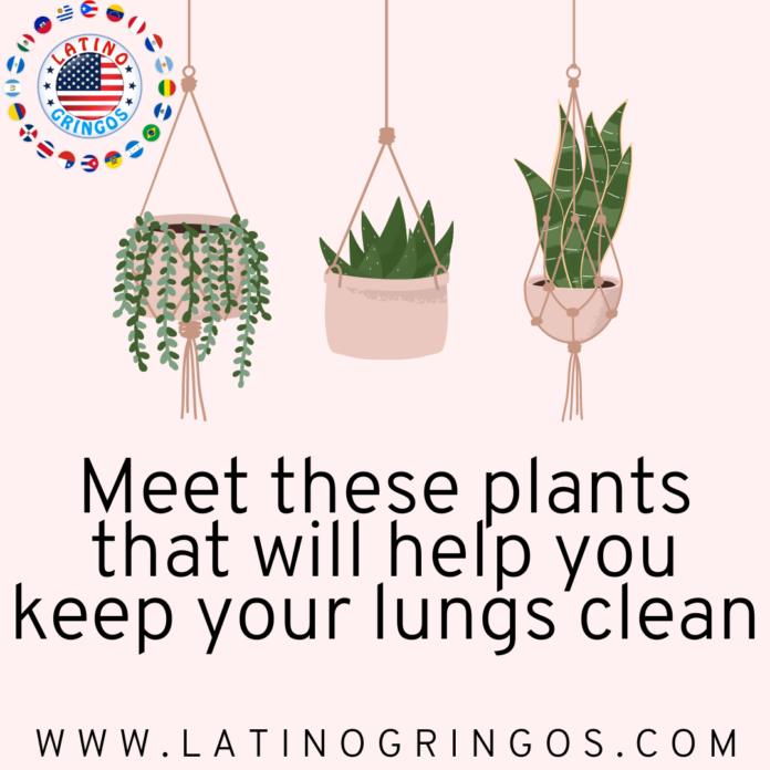 Meet these plants that will help you keep your lungs clean