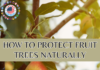 How to protect fruit trees naturally How to protect fruit trees naturally