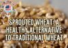 Sprouted wheat: a healthy alternative to traditional wheat Sprouted wheat a healthy alternative to traditional wheat