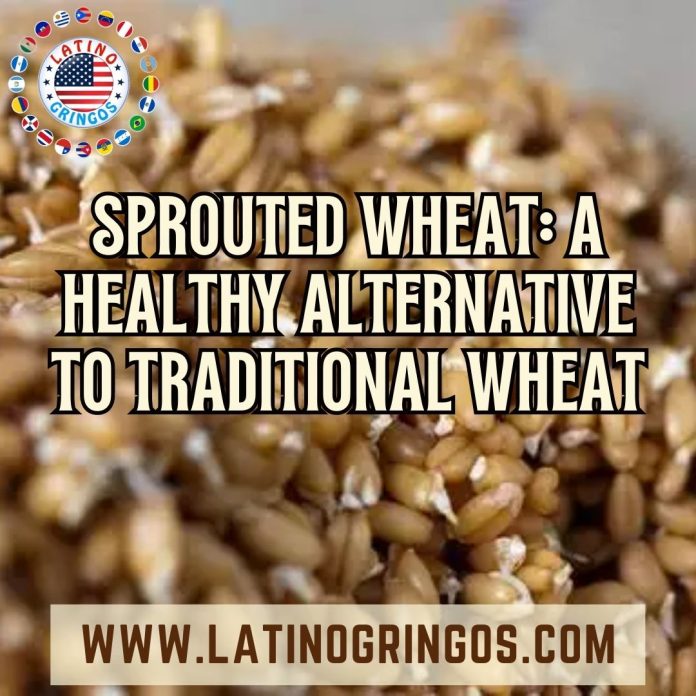 Sprouted wheat a healthy alternative to traditional wheat