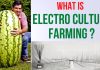 The Shocking Truth: Electroculture’s Effects on Garden Vegetables electroculture farming
