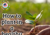 How to plant in a healthy way
