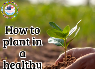 How to plant in a healthy way